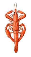 Red Lobster Illustration Seafood Claw Crustacean Isolated Transparent
