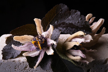 Fiori ormai appassiti di passiflora, isolati in primo piano, composizione su fondo nero