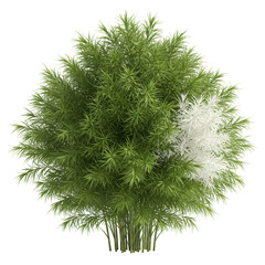 Top View Illustration Tree with Green Foliage on Transparent Background