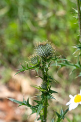 caterpillar on a plant