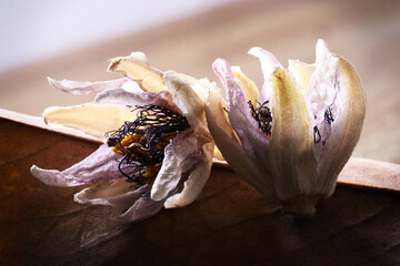 Fiori ormai appassiti di passiflora, isolati in primo piano, composizione su fondo neutro