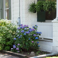 The purple flowers are by the porch.