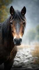 Obraz premium Beautiful brown horse standing calmly on a rocky path surrounded by nature in the daytime