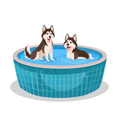 Two Happy Huskies Cooling Off in a Pool on a Summer Day