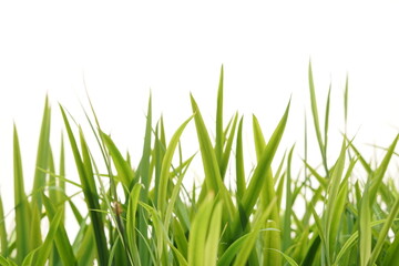 Vibrant Green Grass Blades Nature's Lush Texture