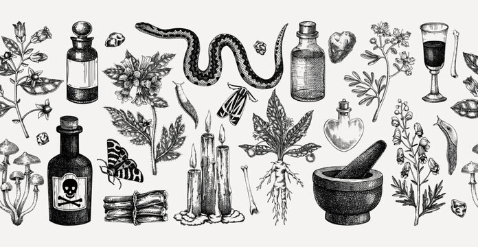 Witchcraft hand drawn vector illustration. Bohemian seamless ribbon. Halloween background. Witch herbs, poisonous plants, and magic ingredients sketches. NOT AI generated