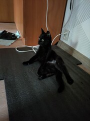 black cat on the table