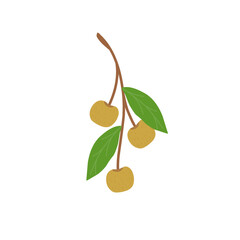 Illustration of fresh longan fruit with branches. Flat design illustration of longan fruit with green leaves
