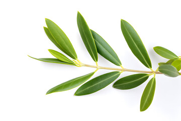 Olive tree branch on white background.
A branch of an olive tree with fresh green leaves isolated on a white background. Natural botanical element for eco-themed design.