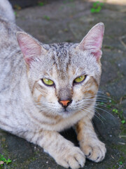 portrait of a cat in the street