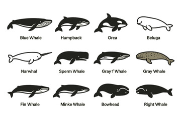 Illustrated guide to different whale species on golden background