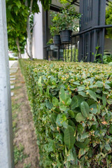 View of Lush Green Hedge Surrounded, focus selective