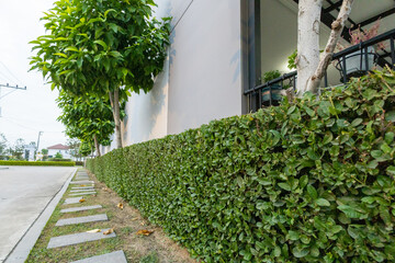 View of Lush Green Hedge Surrounded, focus selective