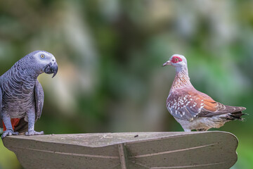 A Speckled Pigeon with African Grey Parrot