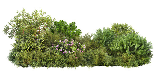 3D render of flowering shrubs on a transparent background	