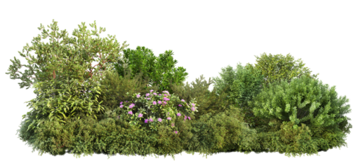 3D render of flowering shrubs on a transparent background	