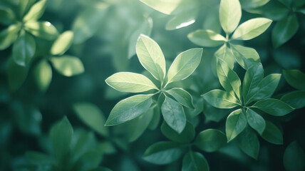 Green leaves lit by bright sunlight. Defocused photo, bokeh blurred bright natural background.