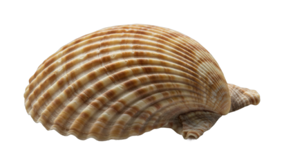 Collecting seashells beautiful scallop shells beach nature photography coastal environment close-up view