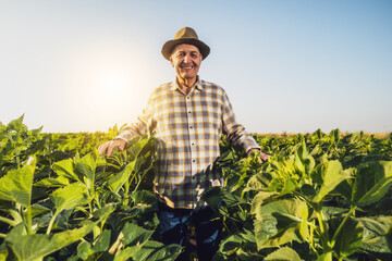 Happy senior farmer is walking through his growing sunflower field in sunset.