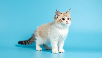 Full body portrait photo of a cute baby kitten on Plain blue background