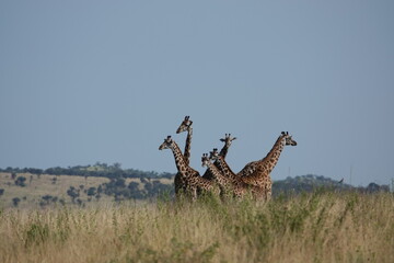 Family of giraffes in Serengeti, Tanzania 