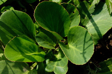 Large and juicy green leaves of garden bergenia