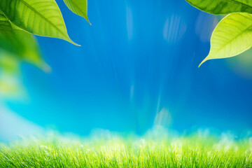 Fototapeta premium the image conveys a feeling of peace, natural beauty, and perhaps a touch of mystery. It's a snapshot of a moment when nature's simple elements—light and foliage—combine to create a visually stunning 