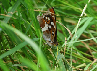 A rare Purple Emperor Butterfly, Apatura iris, feeding on minerals or moisture on the grass.