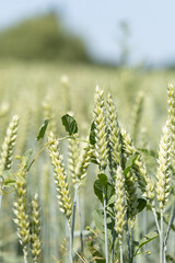 Closeup of wheat stalks in a sunny field with green leaves and a blurred background.