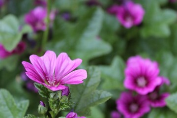 purple flowers with green fresh leaves close-up	
