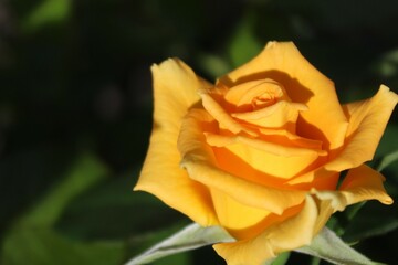 yellow rose on a green background