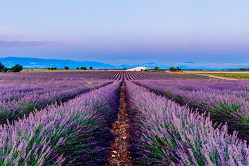 A wide view of blooming lavender under the fading light of dusk. The blue hour creates a serene and poetic atmosphere across the quiet fields.