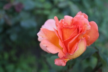 beautiful rose flower isolated close-up