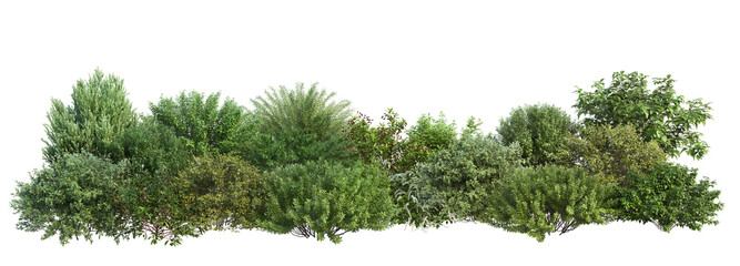 3D render of flowering shrubs on a transparent background	