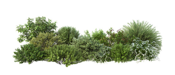 3D render of flowering shrubs on a transparent background	
