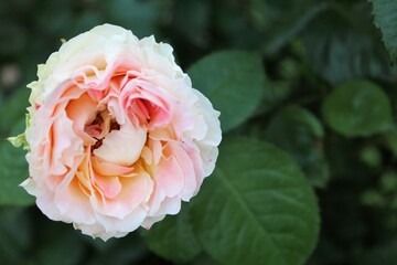 yellow rose on green background