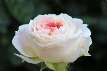 beautiful rose flower isolated close-up