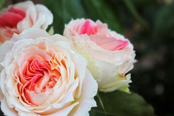 pink rose with water drops