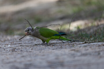 Green parrot with twig in beak building nest on ground surrounded by natural habitat.