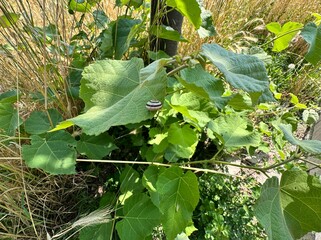 Close-up of Paulownia tomentosa (princess tree) leaves with their broad, heart-shaped and velvety...