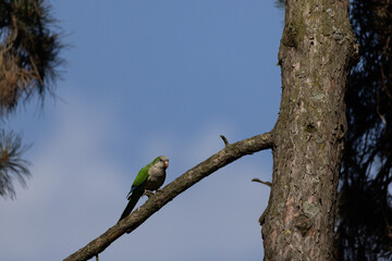 Green parrot sitting on a tree branch against a clear blue sky.