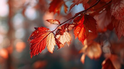 Sunset Red Gold Autumn Foliage Macro Soft Woodland Bokeh Vibrant Colors
