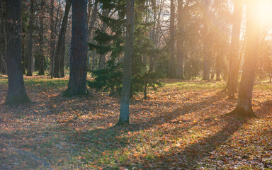 Peaceful woodland scene with autumn tones and sunlight streams through trees