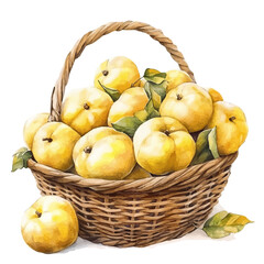 Quince Fruit Basket, watercolor drawing vector, isolated on a white background.
