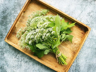  Ground or Goutweed , wild edible and medicinal perennial grass