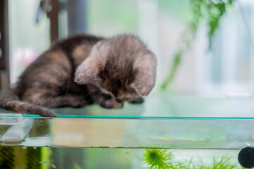 メダカの稚魚を見つめる子猫