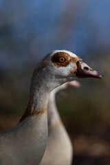 Detailed closeup of an Egyptian goose head with sharp focus on eye and feathers.