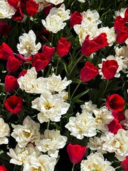 bouquet of red and white flowers in garden in Spring