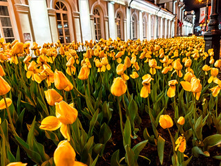 Colorful tulips bloom in vibrant display along city street during evening hours