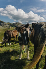 Adorable wild horses grazing in the mountains of Durmitor National Park, Montenegro.